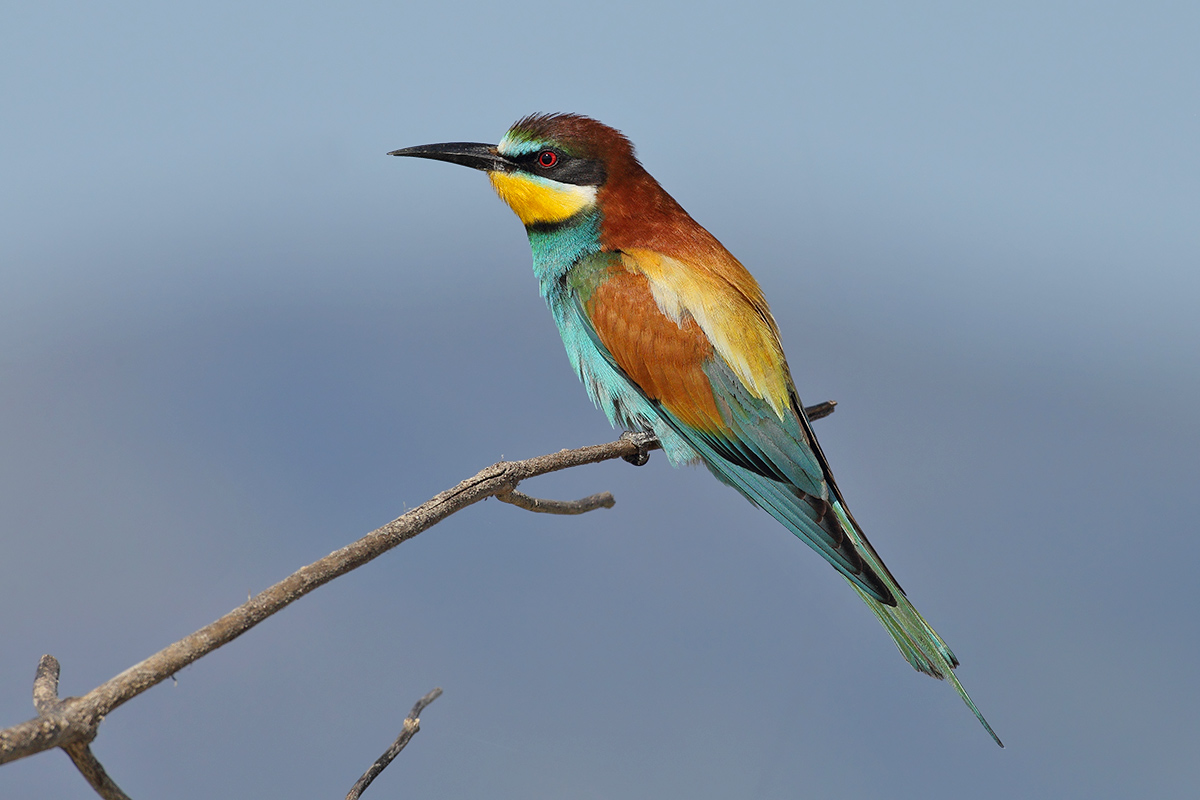European Bee-eater (Merops apiaster)