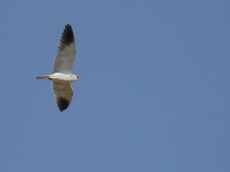 Black-shouldered Kite (Elanus caeruleus)