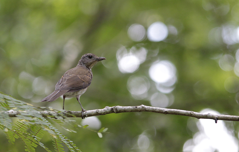 Pale-breasted Thrush / Turdus leucomelas