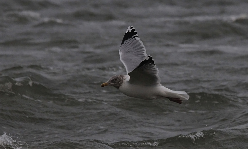 Zilvermeeuw / Herring Gull / Larus argentatus