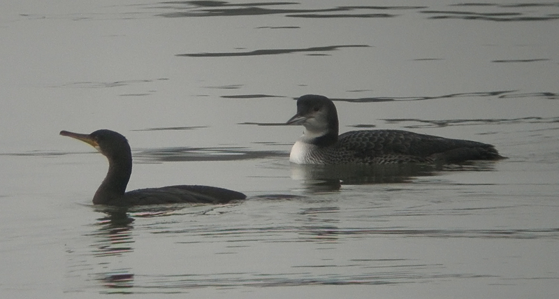 IJsduiker / Great Northern Diver / Gavia immer