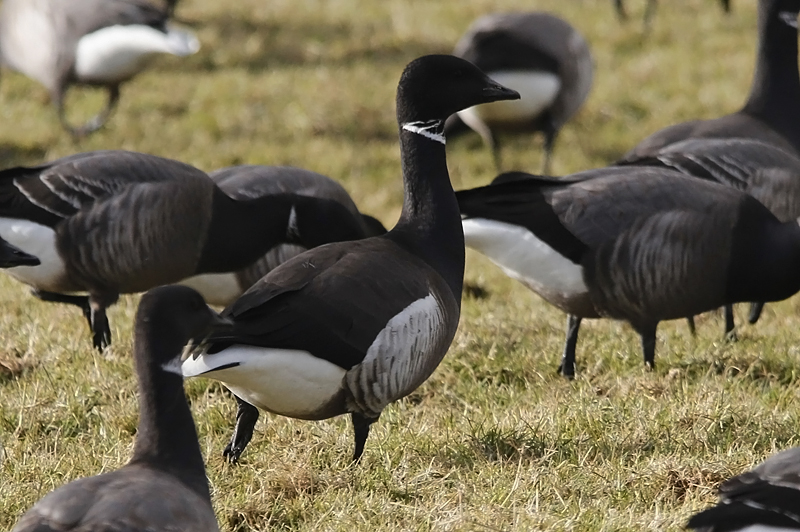 Zwarte Rotgans / Black Brant / Branta nigricans