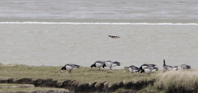 Amerikaanse Smient / American Wigeon / Anas americana