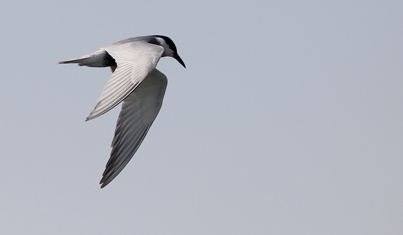 Witwangstern / Whiskered Tern / Chlidonias hybridus