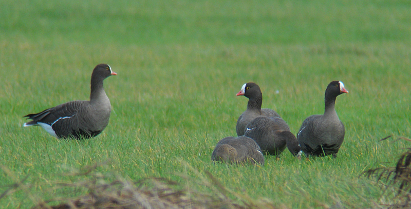 Dwerggans / Lesser White-fronted Goose / Anser erythropus