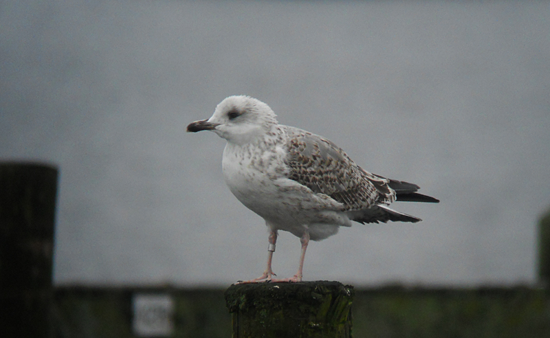 Geelpootmeeuw / Yellow-legged Gull / Larus michahellis