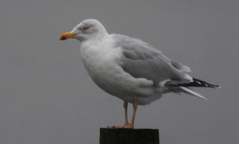 Zilvermeeuw / Herring Gull / Larus a. argentatus