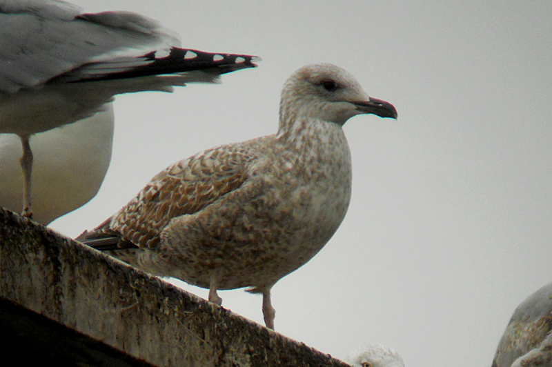 Geelpootmeeuw / Yellow-legged Gull / Larus michahellis