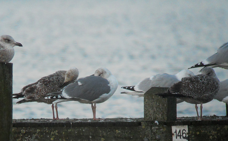 Zilvermeeuw / Herring Gull / Larus a. argentatus