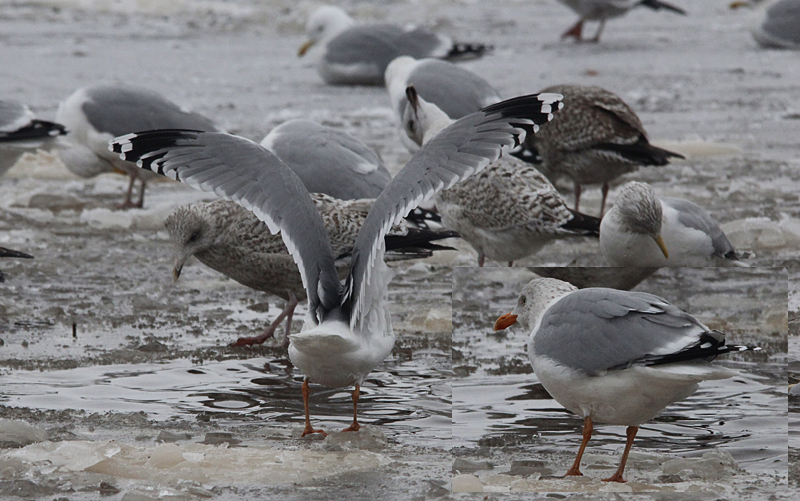 Zilvermeeuw / Herring Gull / Larus a. argentatus