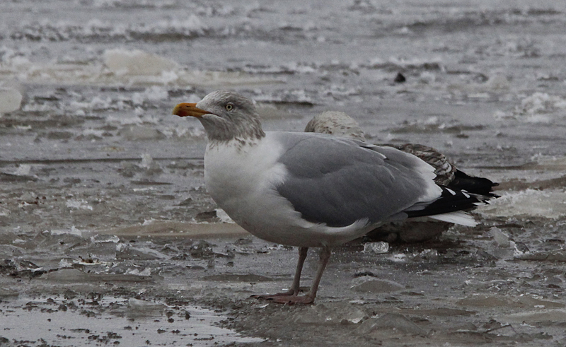 Zilvermeeuw / Herring Gull / Larus a. argentatus