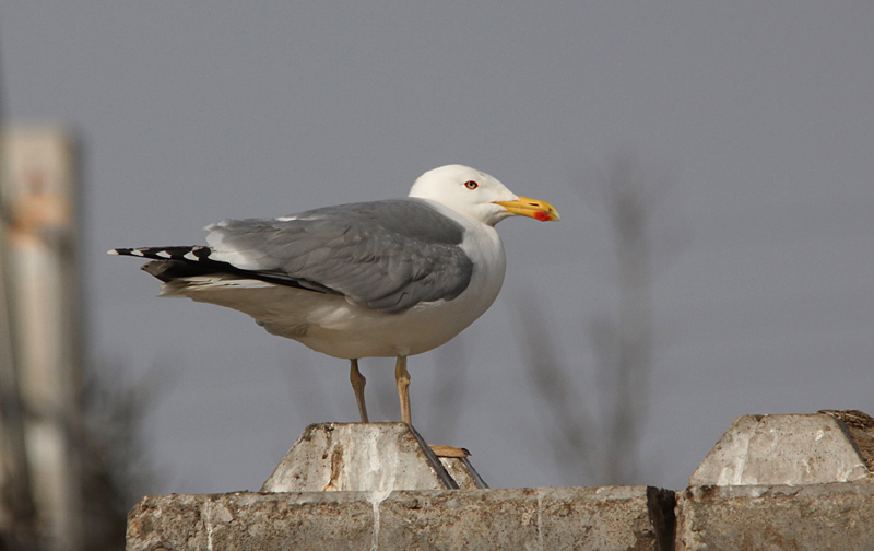 Zilvermeeuw / Herring Gull / Larus a. argentatus