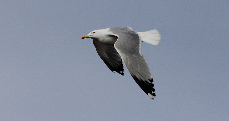Zilvermeeuw / Herring Gull / Larus a. argentatus