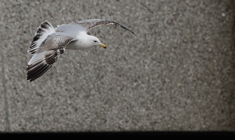 Zilvermeeuw / Herring Gull / Larus a. argentatus