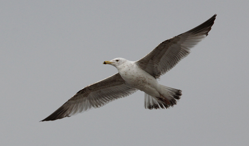 Zilvermeeuw / Herring Gull / Larus a. argentatus