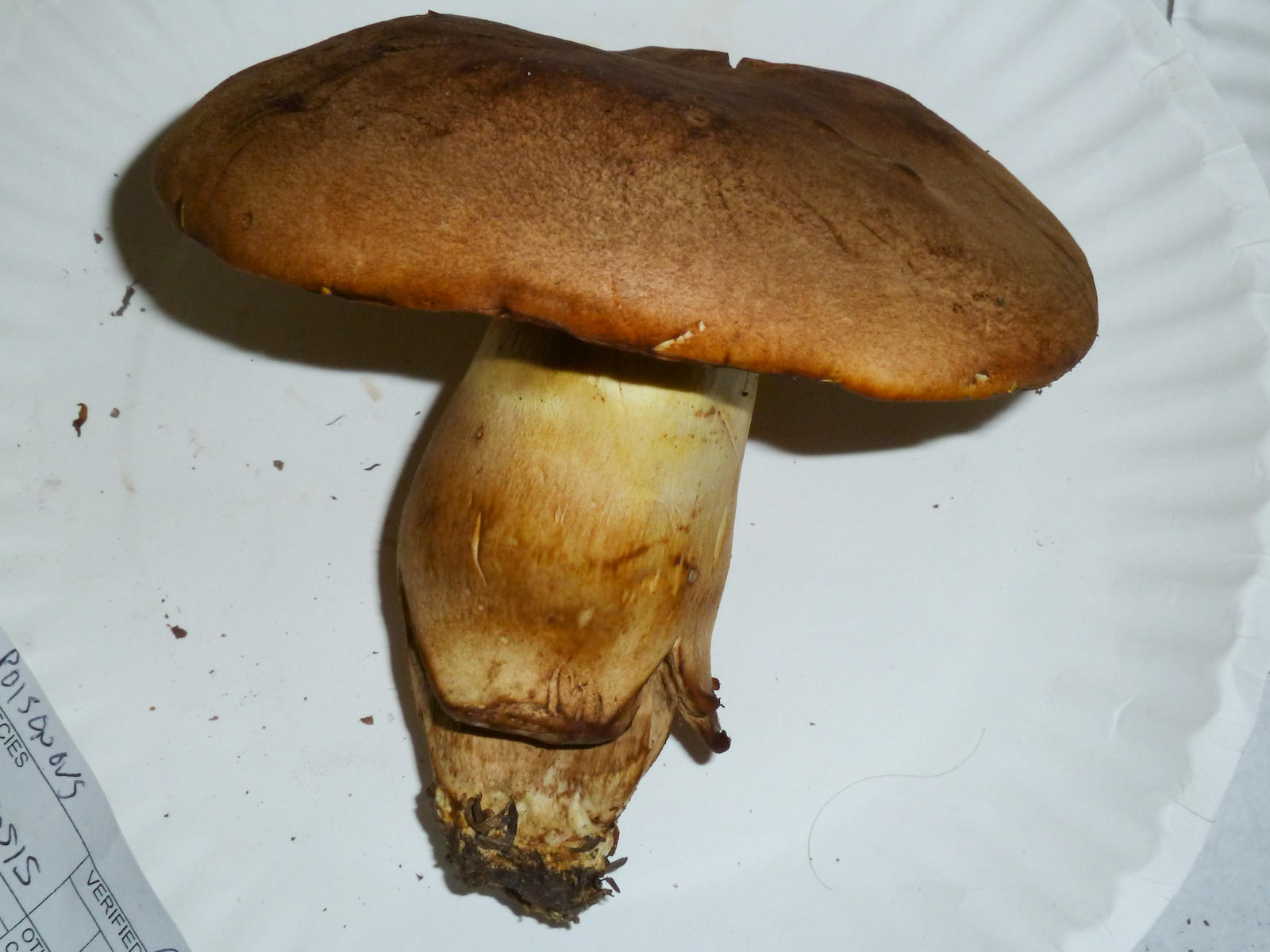 Boletus huronensis1020834.jpg