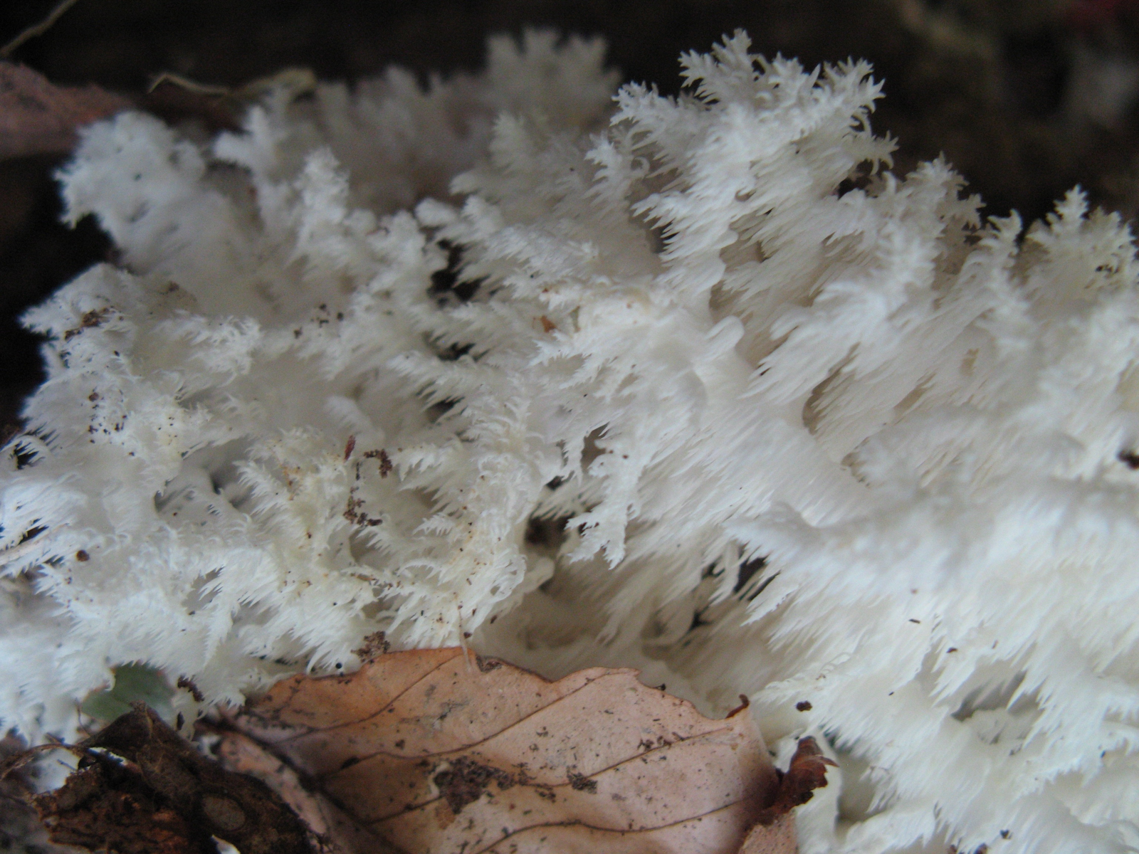 Hericium.jpg