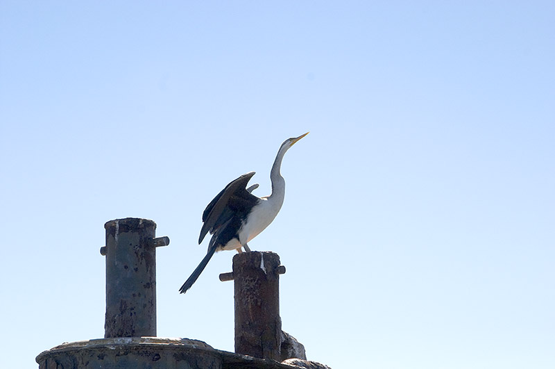Australian Darter. Cleveland, Brisbane