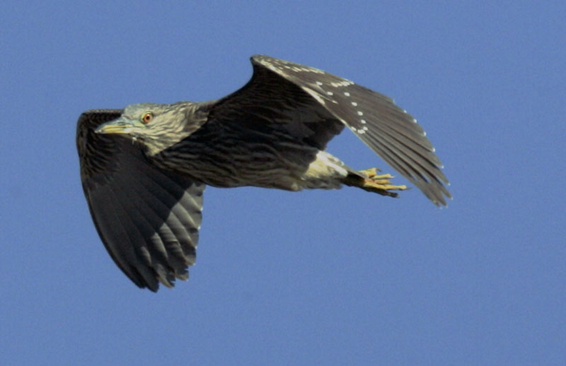 Blackcrown Night Heron