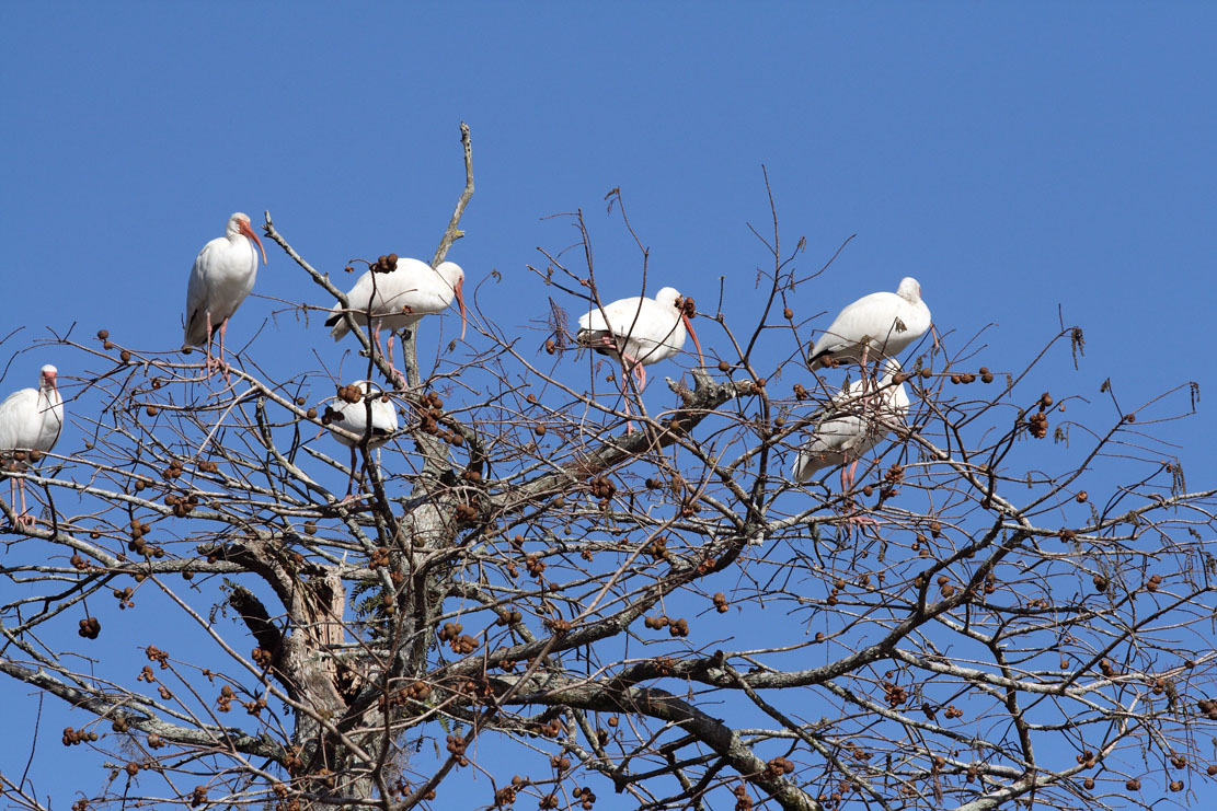 White Ibis