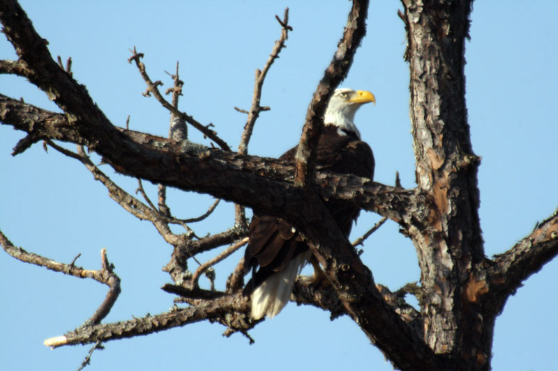 Bald Eagle