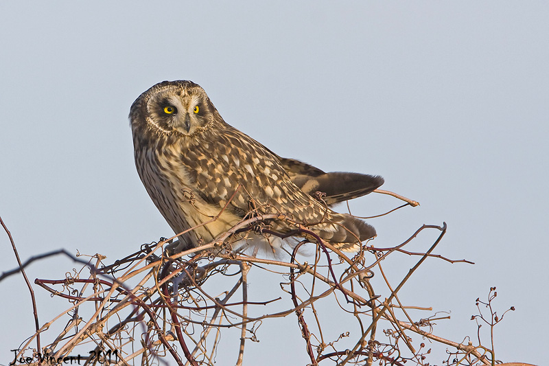 Short Eared Owl