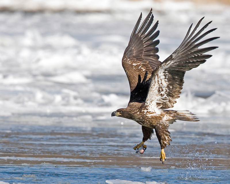 Bald Eagle