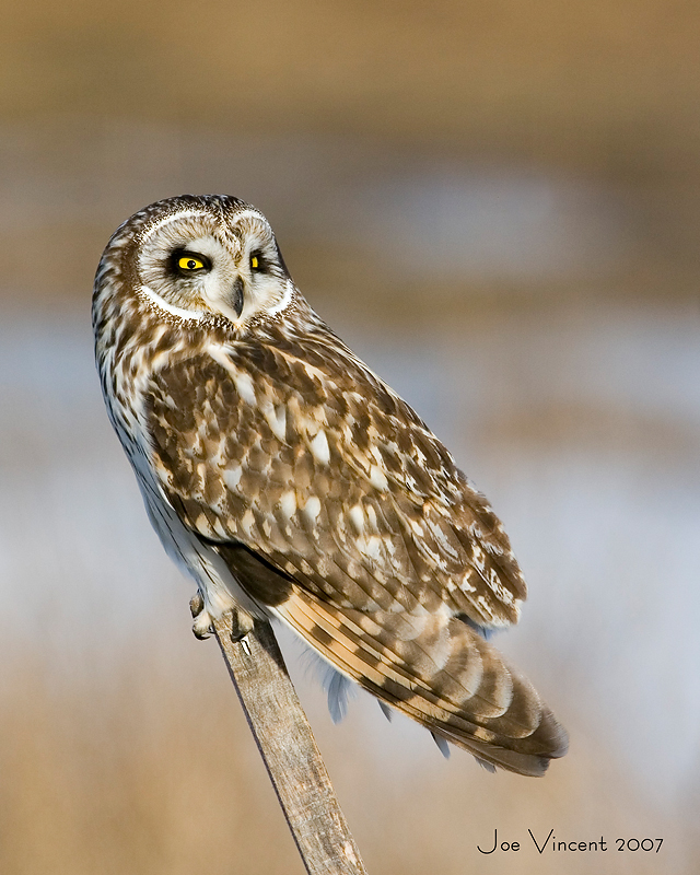 Short Eared Owl