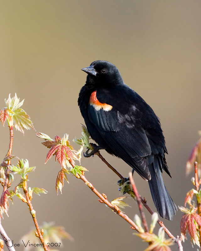 Red Winged Blackbird