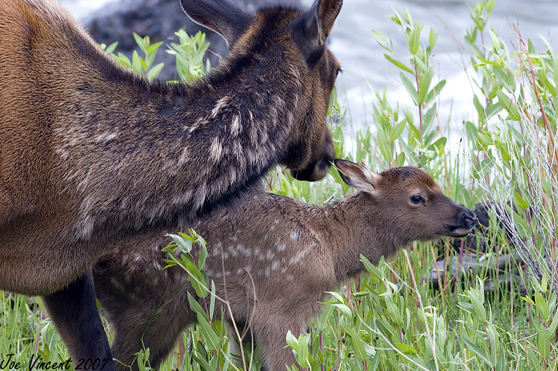 Mother Elk Cleaning New Born