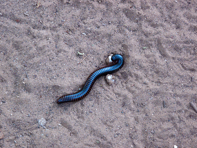 millipede