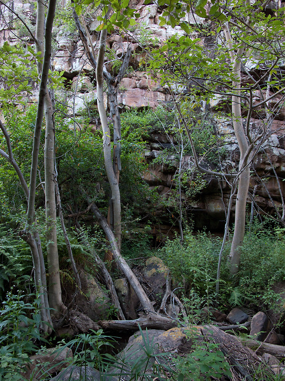 Moremi Gorge