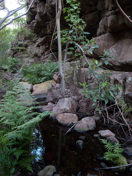 Moremi Gorge