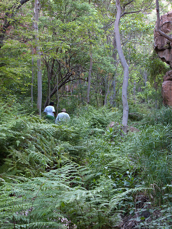 Moremi Gorge