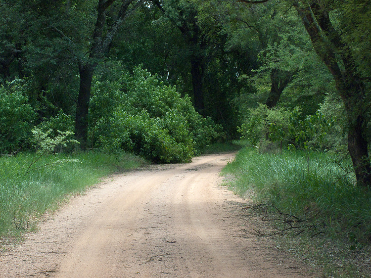 The road to the Limpop River ~ No mans land