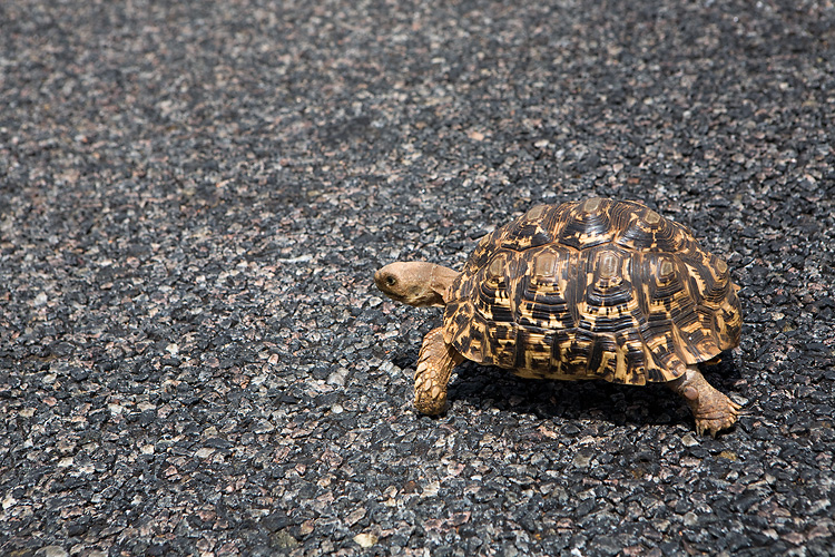 Leopard Tortoise