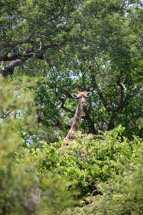 Giraffe