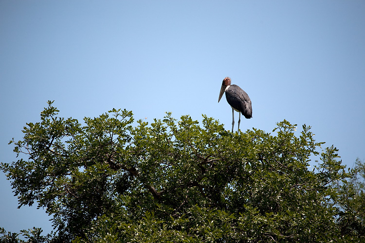 Marabou Stork