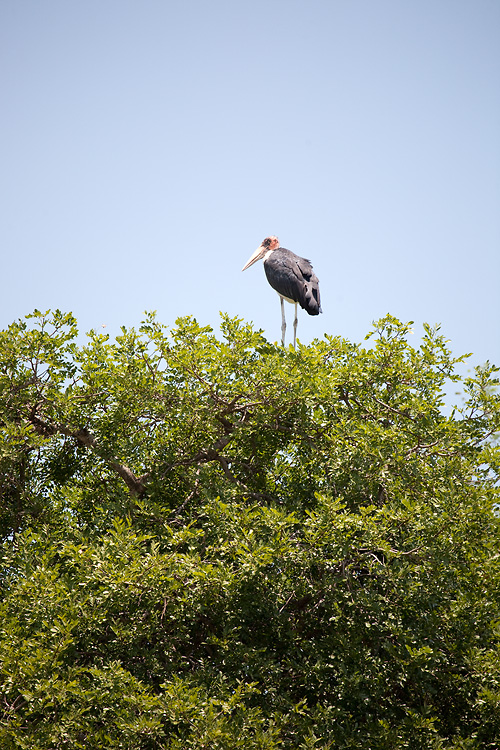 Marabou Stork