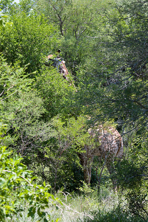 Giraffe