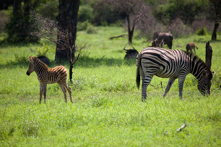 Mother and Baby Zebra