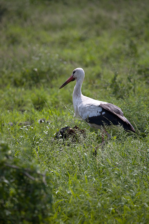 White Stork