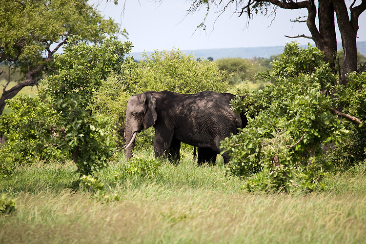 Elephant