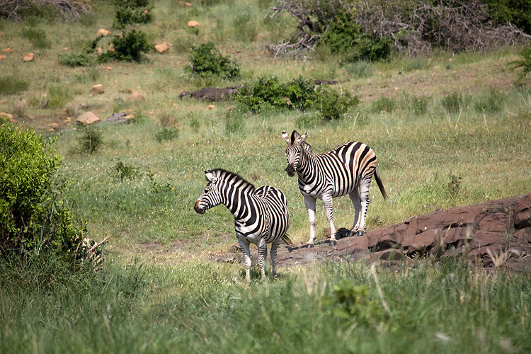 Zebra