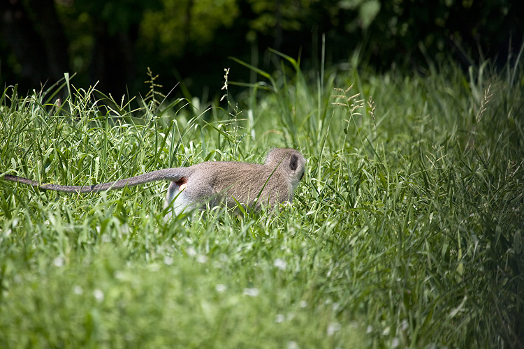 Vervet Monkey