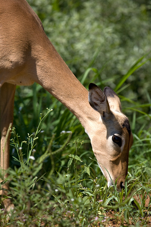 Impala