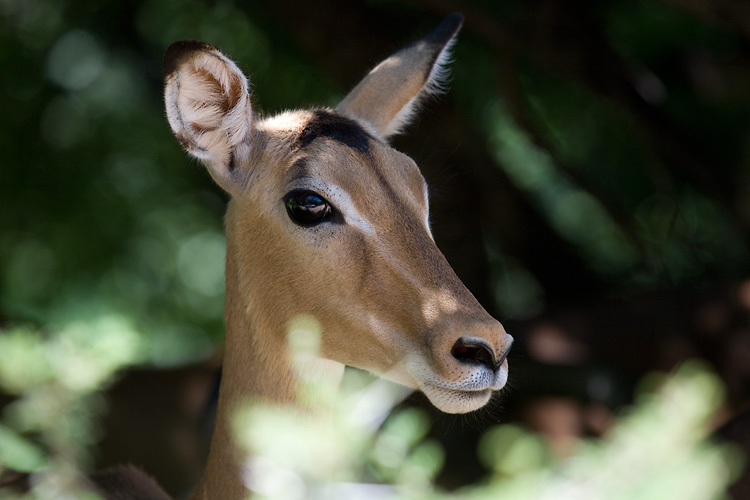Impala
