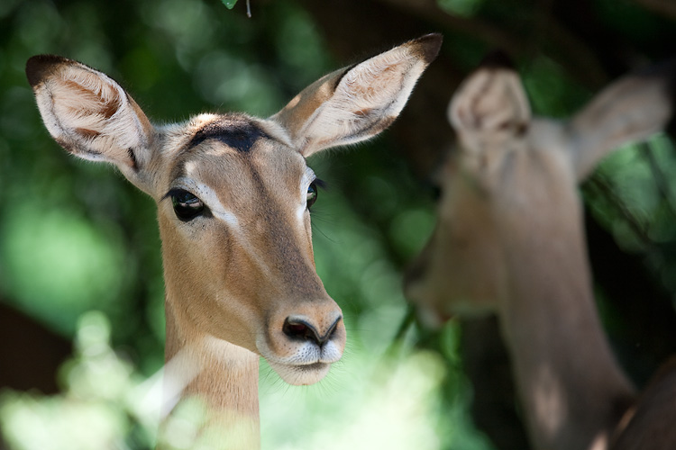 Impala