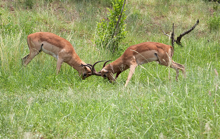 Jousting Impala