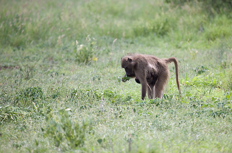 Baboon and baby